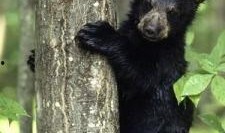 黑龙江黑熊爆料新闻报道,揭露惊人真相，深度剖析事件背后！